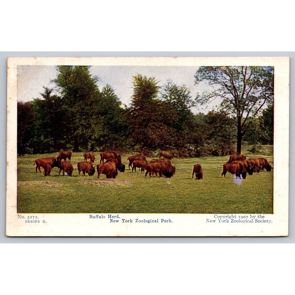 1907 Buffalo Herd New York Zoological Park Postcard Series B No. 3272 Bronx Zoo